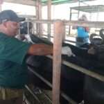 Comenzó campaña de vacunación contra la fiebre aftosa en Guanarito 