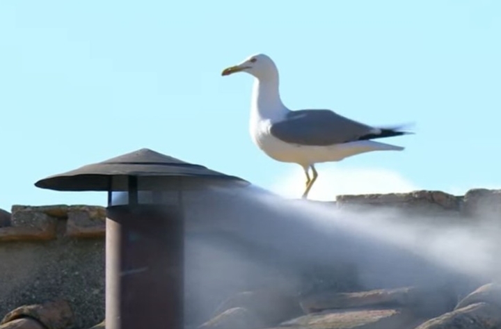 Nuevo Papa en la Iglesia: las gaviotas quedaron en la histórica imagen de la fumata blanca