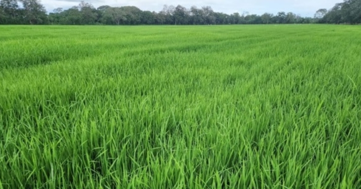 Productores portugueseños se apuntan contribuir a la sembrar 70.000 hectáreas de arroz este invierno