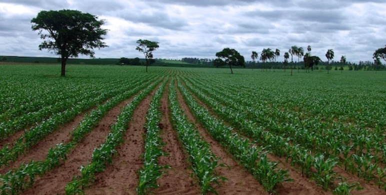 Fedeagro Reporta: Producción Agrícola cubre el 63% del consumo nacional