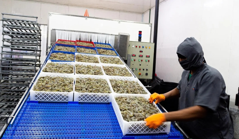 Venezuela aspira a multiplicar por diez su producción de camarón y consolidarse como exportador