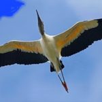 RECOPILACIONES: El GABAN