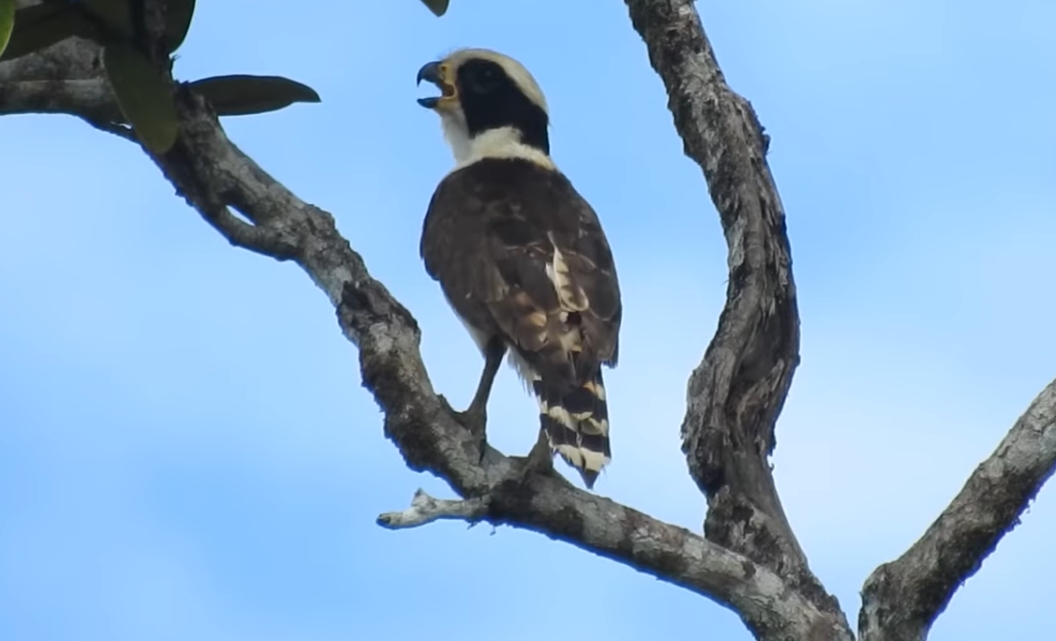 AVES DEL LLANO VENEZOLANO: LA GUACABA