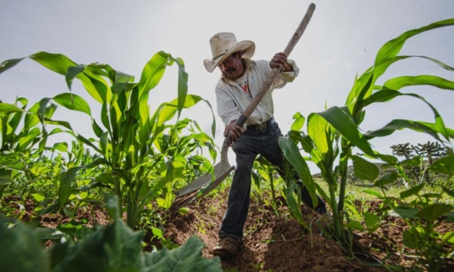 EDITORIAL: Los que producen alimentos en el campo están protegidos por Dios