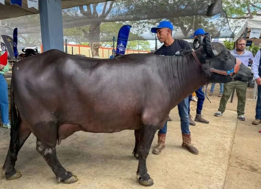 Venezuela se consolida como potencia ganadera: Expo Feria Bufalina 2024 llega a La Carlota